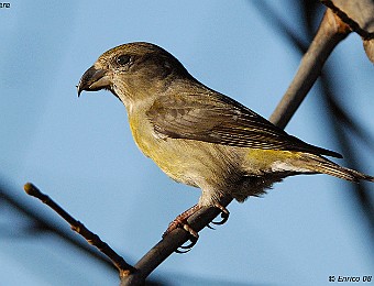 Animali 182
